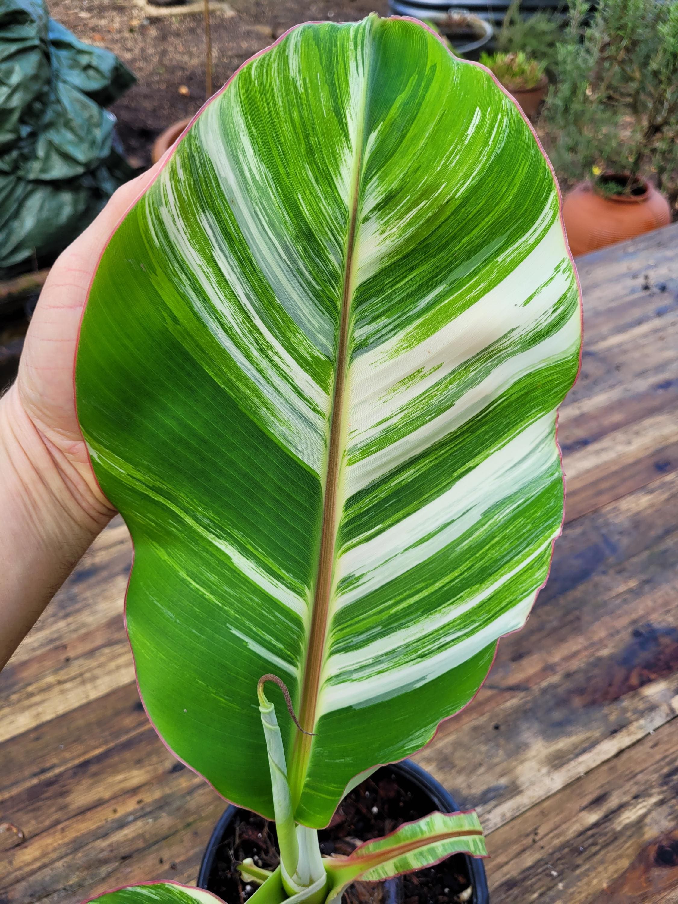【速達】Musa aeae ムサアエアエ美斑 Amazon｜斑入りバナナ ムサ アエアエ(Musa Aeae) 斑入りバナナ