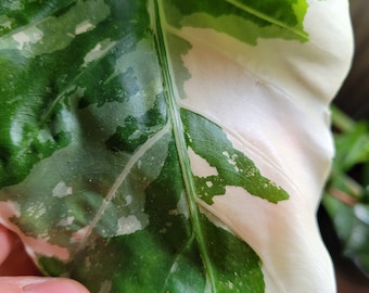 Alocasia macrorrhizos 1 rizoma
