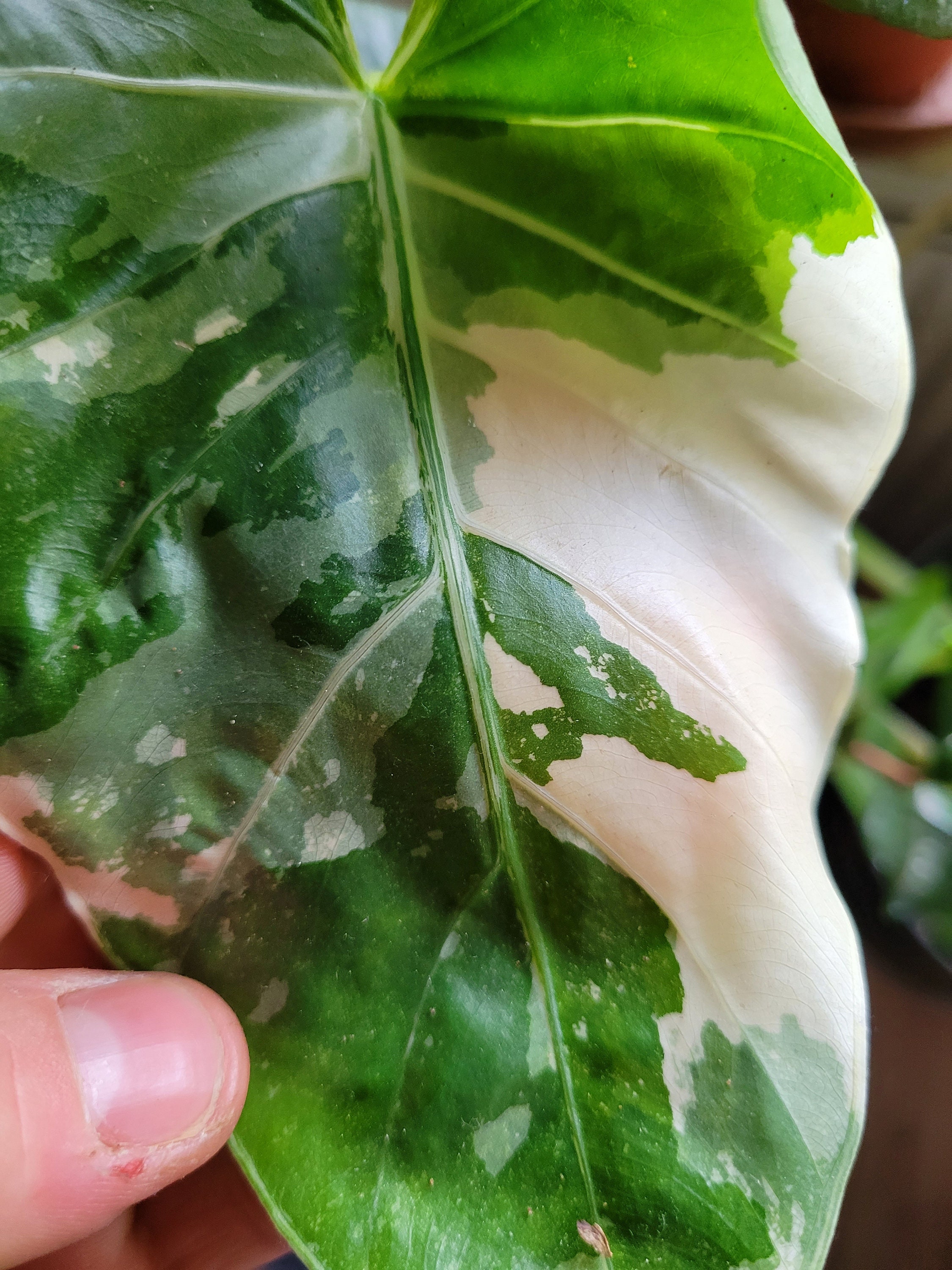 Alocasia variegata rhizome - Etsy.de