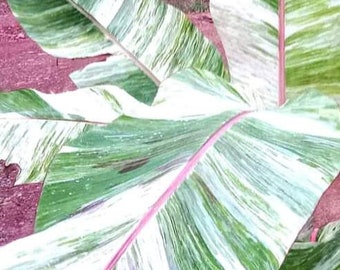 Musa variegata colla 3 zaden