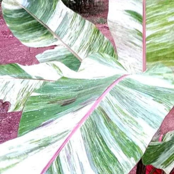 Musa variegata colla 3 semi