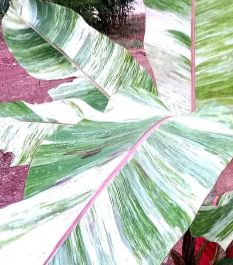 Musa variegata colla 3 Samen Bild 1