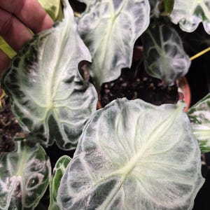 Op de afbeelding: Een Alocasia-plant met hartvormige bladeren met een zilvergroen oppervlak en donkergroene nerven. Het blad vertoont een duidelijk gestructureerd patroon met prominente middennerven en golvende randen, groeiend vanuit een pot met donkere aarde.