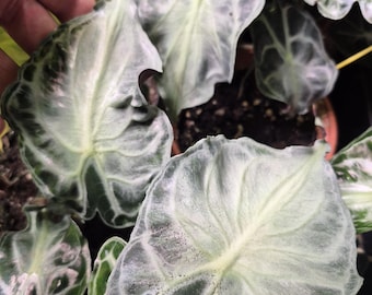 Alocasia-gif 1 wortelstok