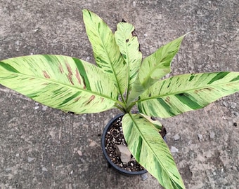 5 アロカシア シャントリエリ ピンク 斑入り 球根 珍しい 屋内 屋外