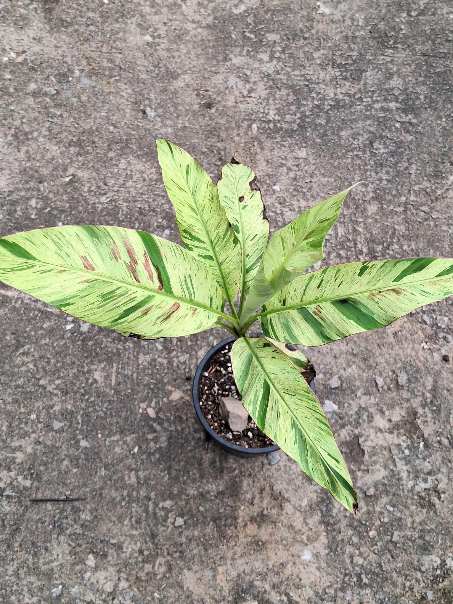 Musa florida variegated - Etsy 日本
