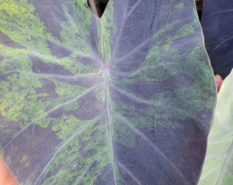 Colocasia Black Marble