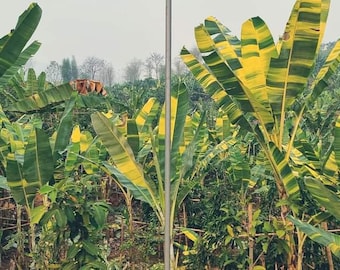 Musa variegata zaden Musa papua (geel) 10 zaden