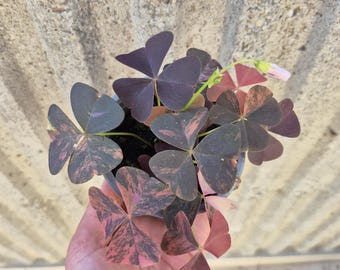 Oxalis triangularis Variegata