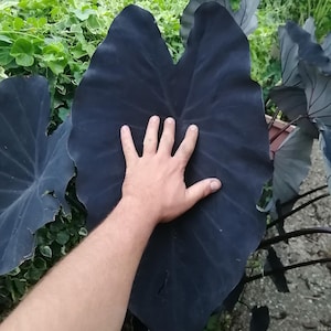 Colocasia zwarte uitloper