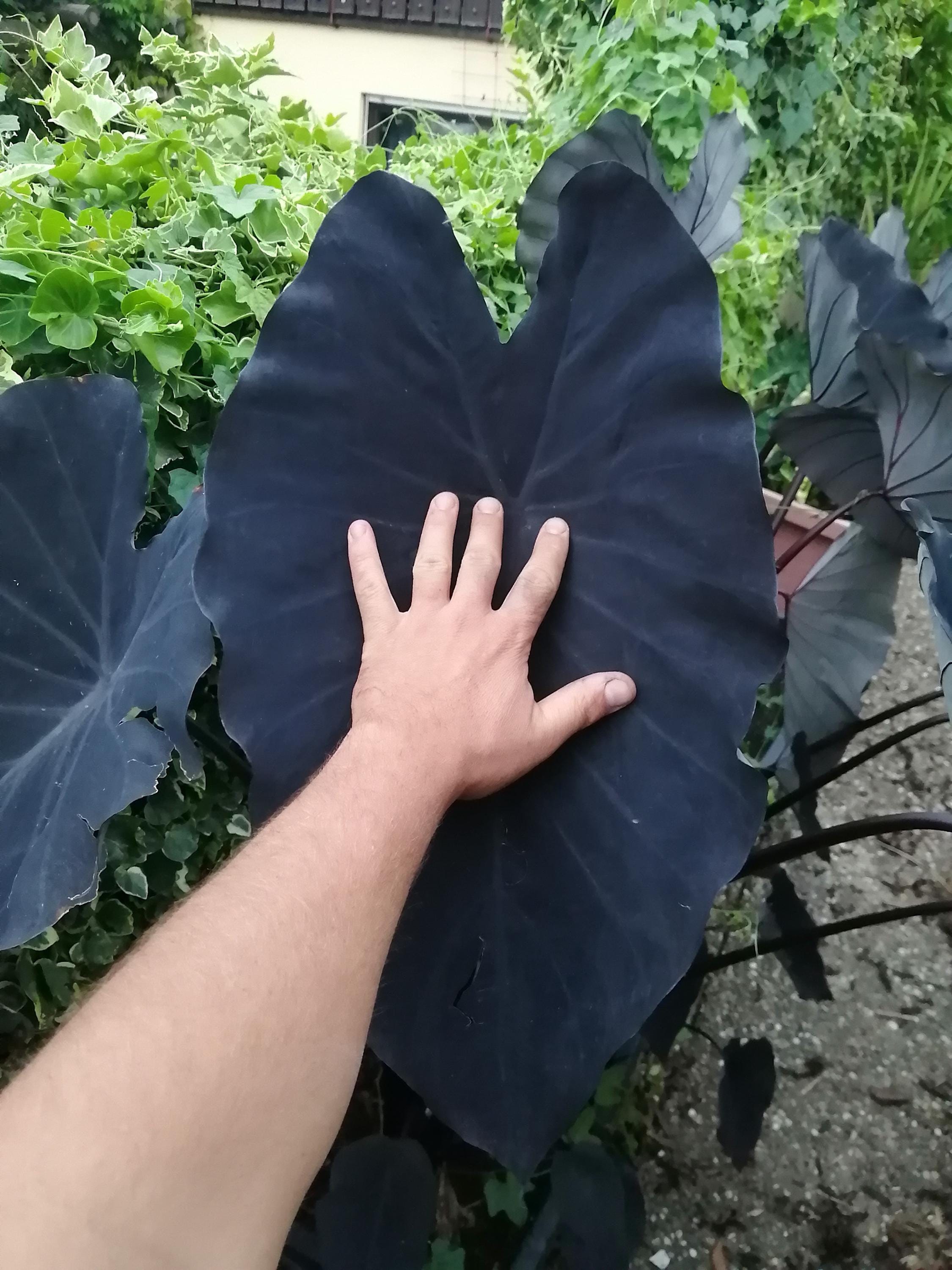 Colocasia black - Etsy.de