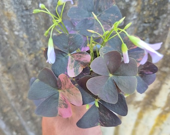 Oxalis triangularis Variegata