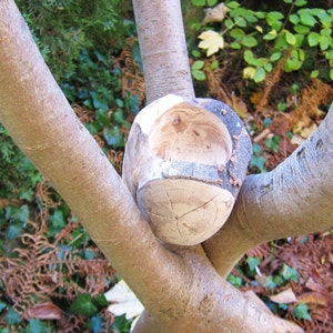Beech bowl made from branch fork with exceptional grain / turned