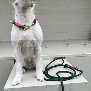 dog leash collar dog