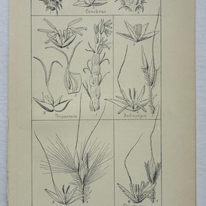 May include: A botanical print titled Genera of Grasses Plate XIV featuring black ink line drawings of various grass species labeled Cenchrus, Tripsacum, Andropogon, Erianthus, and Chrysopogon. The illustrations show detailed structures of seeds, stems, and leaves on a light beige paper background.