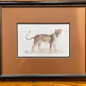 Vintage Framed Lithograph Lionne de Barbarie by C de Last - Wild Lion Cat Illustration Wood Frame