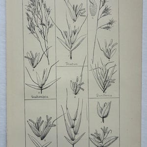 May include: A vintage botanical print titled Genera of Grasses Plate XII, featuring black and white line drawings of various grass species labelled with names including Trisetum, Deschampsia, Danthonia, Arrhenatherum, Avena, and Holcus.