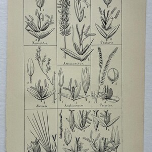 May include: A vintage botanical print titled Genera of Grasses Plate XIII, featuring black ink line drawings of various grass species labeled Hierochloa, Anthoxanthum, Phalaris, Milium, Amphicarpum, Paspalum, Setaria, and Panicum on cream paper.