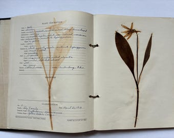 Antique Herbarium c1916 Lot of 50 Mounted Dried Pressed Flowers and Plants from Ohio