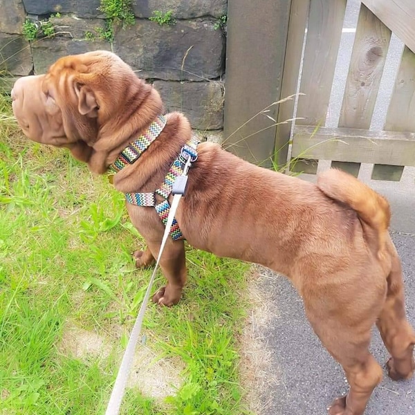 Muckpup Multicoloured ZigZag Black Dog / Puppy Harness - comfortable, cooling, adjustable, strong and durable - Y Front