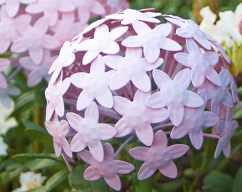 Pflanzstecker Allium Rosa | 2 Größen | Beetstecker | Gartenstecker | Gartendekoration Metall | Hochzeitdekoration | Hochzeit | Rosenkugel