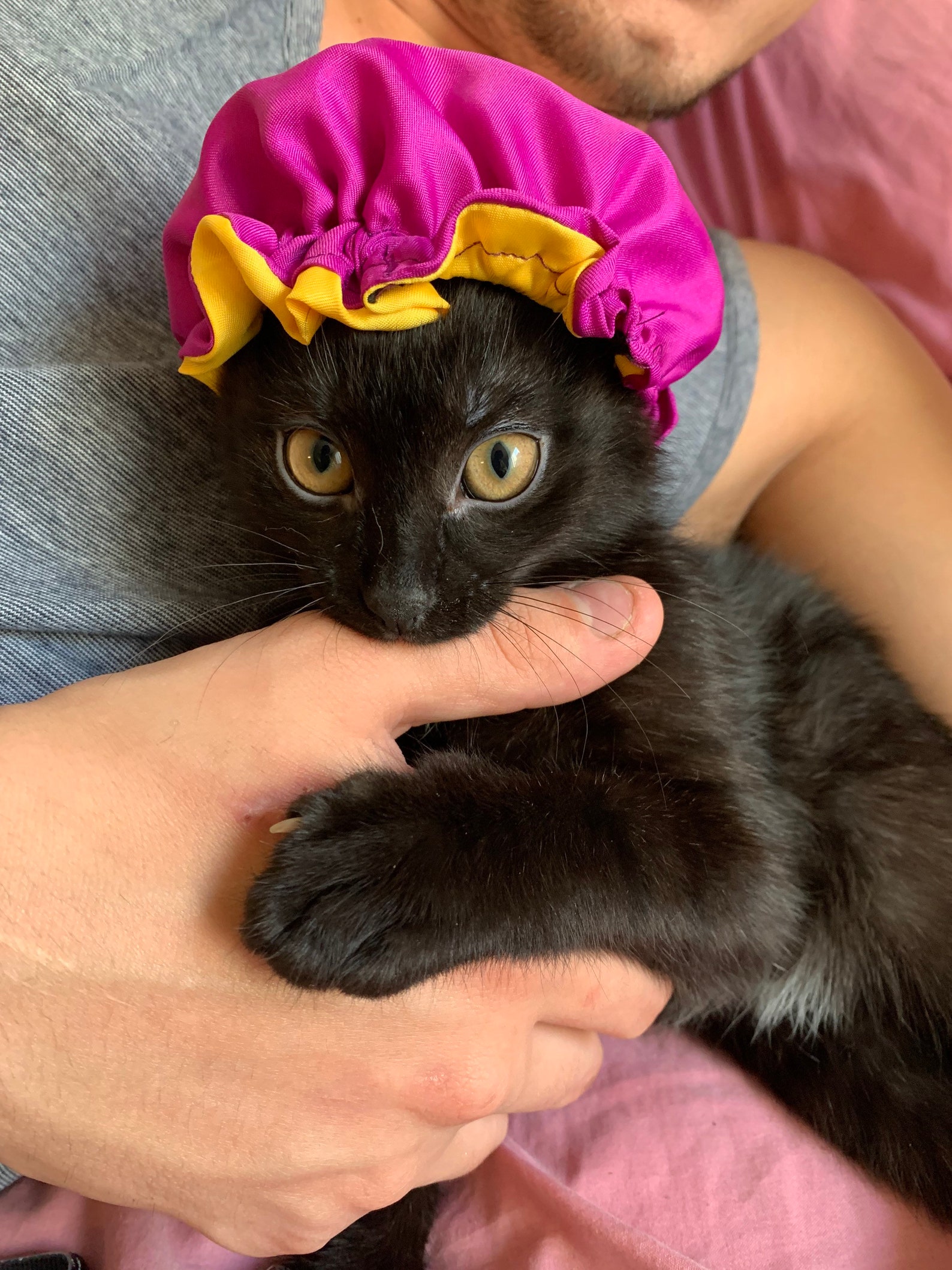 Kitten Choose primary and secondary color Etsy