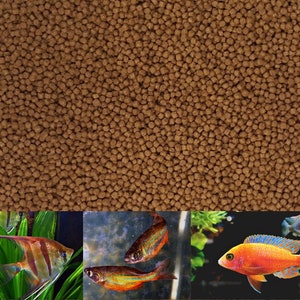  Golden Pearls 5-50 Microns (Powder) for Newly Hatched