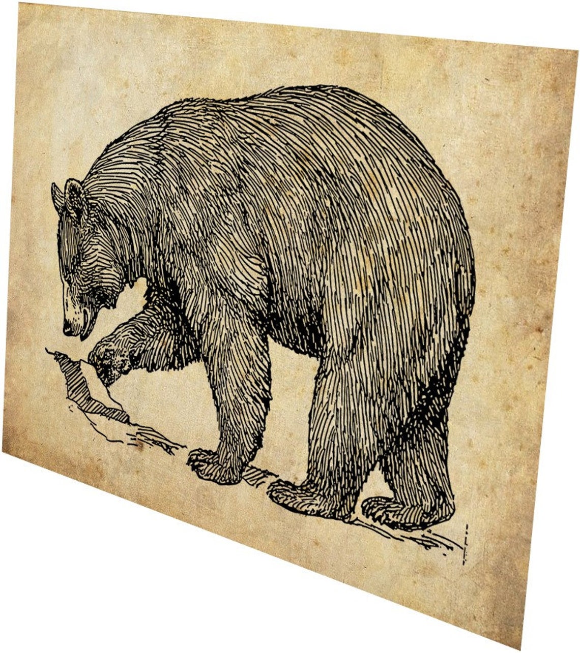 Bear wall art Animal picture Living room file download Etsy