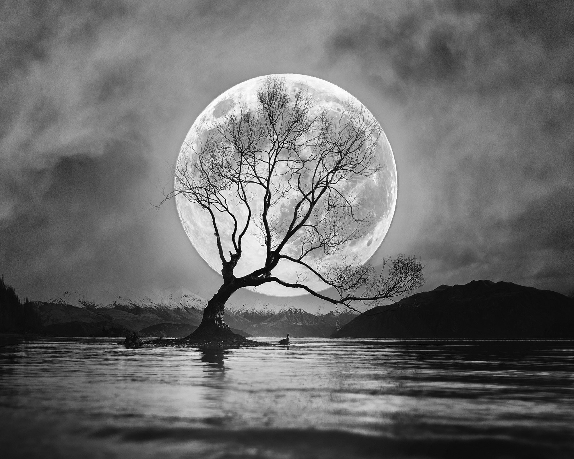 Full Harvest Moon Art, Wanaka Tree New Zealand, Full Moon Print, Black and White Fine Art