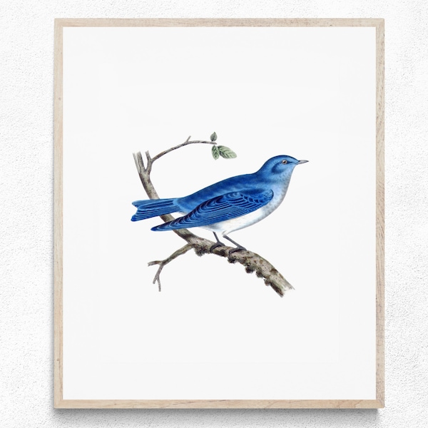 Bluebird Wall Art Etsy