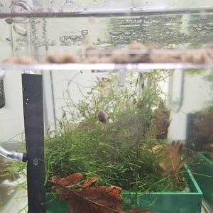 Könnte beinhalten: Ein kleines, klares Glasbecken mit grünem Plastikboden. Das Becken ist mit Wasser gefüllt und enthält eine kleine Menge grünes Moos und ein braunes Blatt. Im Becken ist eine kleine, graue Schnecke zu sehen.