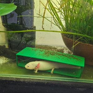Axolotl, Bichir and Larger Fish Tunnel