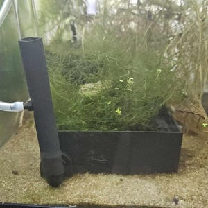 May include: A close-up of a small, clear glass tank with a black filter and a green plant growing inside. The tank is filled with water and has a sandy bottom.