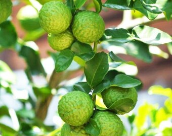 Kaffir Lime Etsy