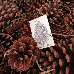 May include: A close-up of a pile of brown pine cones with a white card that reads "Pacific Pine Cones".