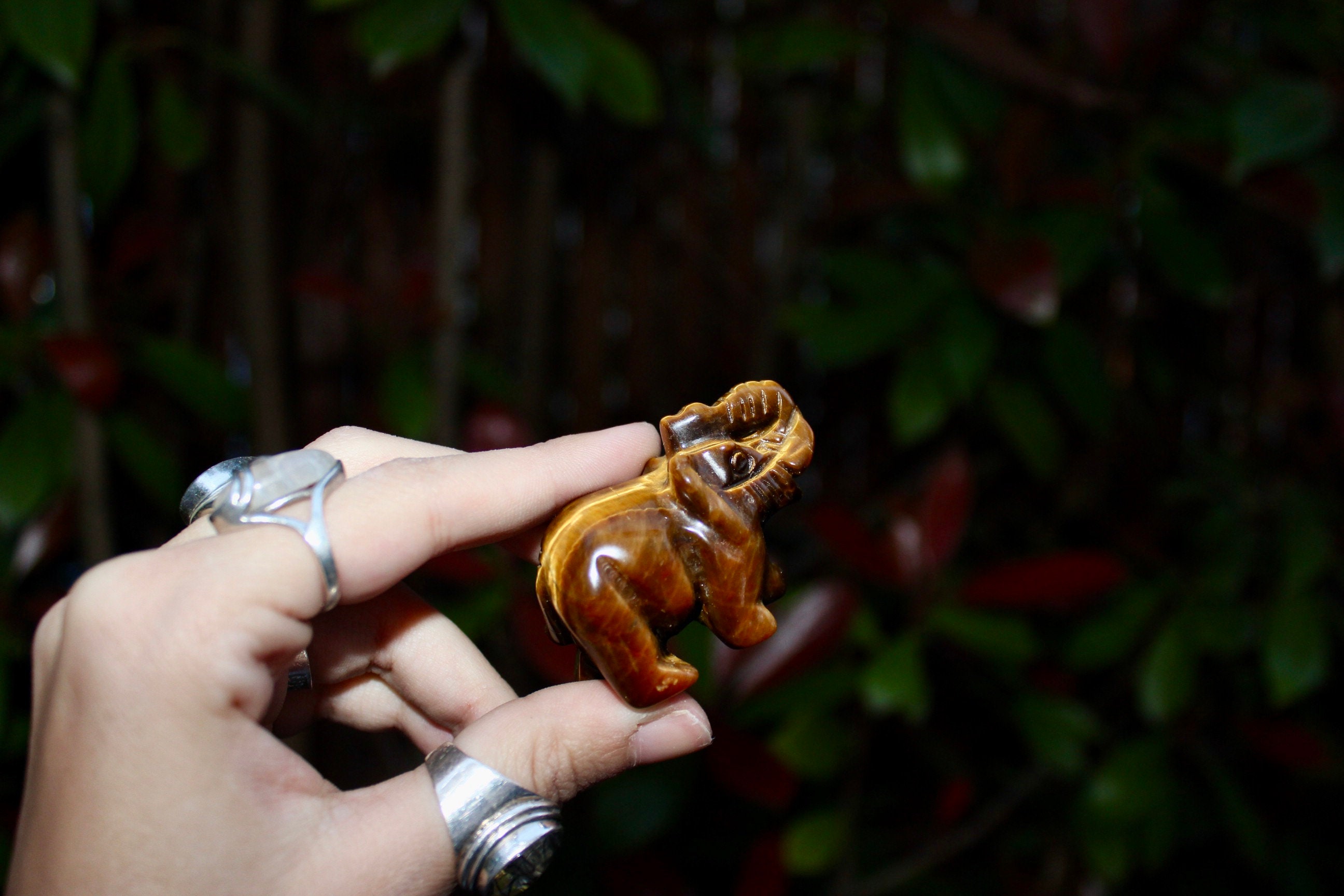 Tigre Oeil Éléphant