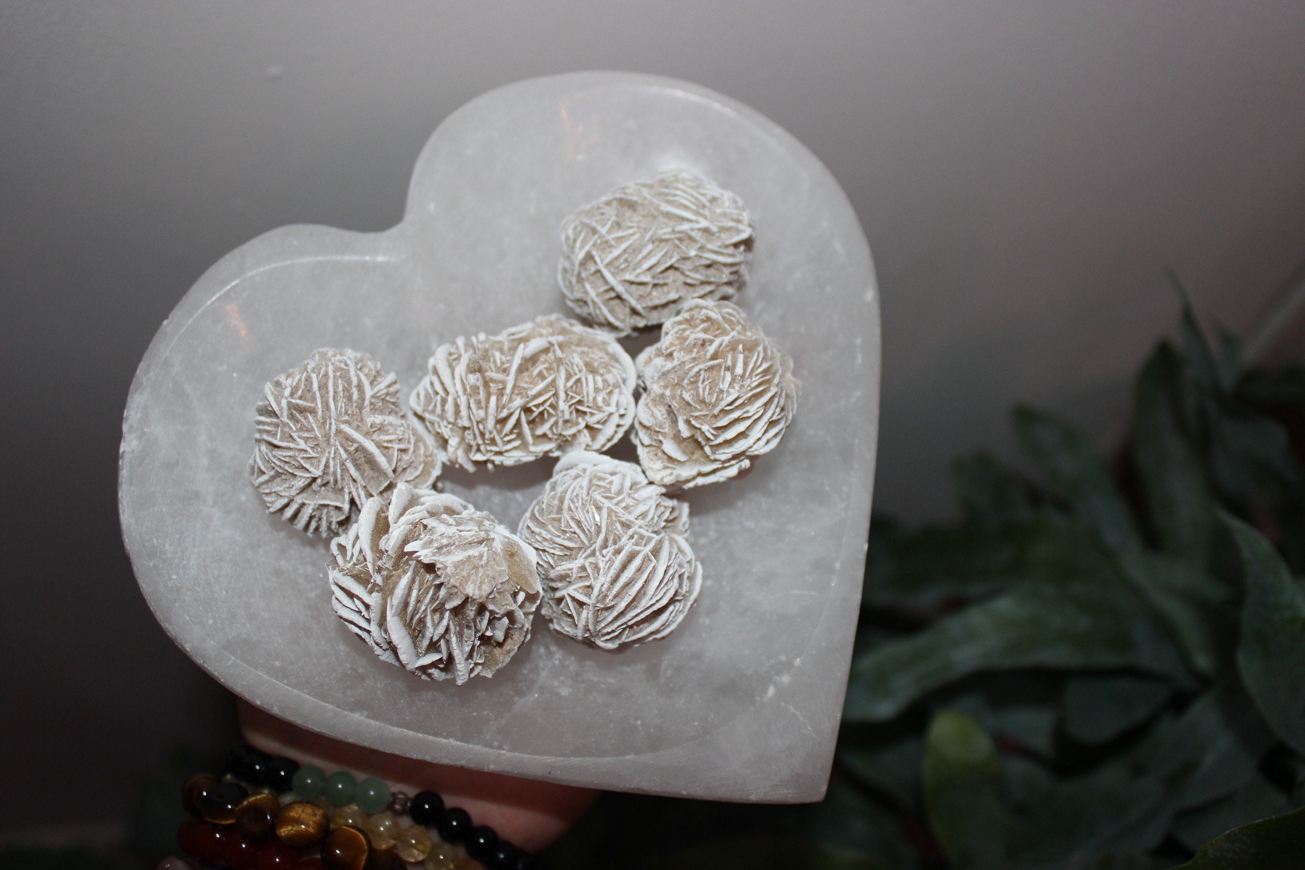 Rose Mexicaine de Désert