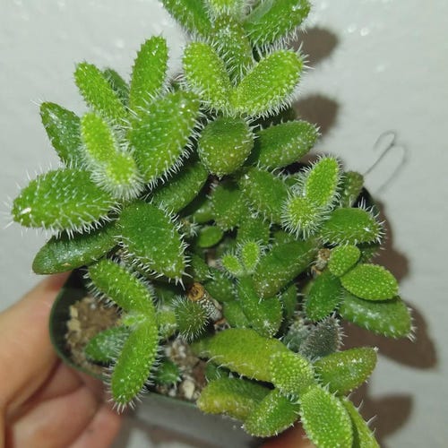 x1 Delosperma echinatum,  Pickle succulent Plant,
