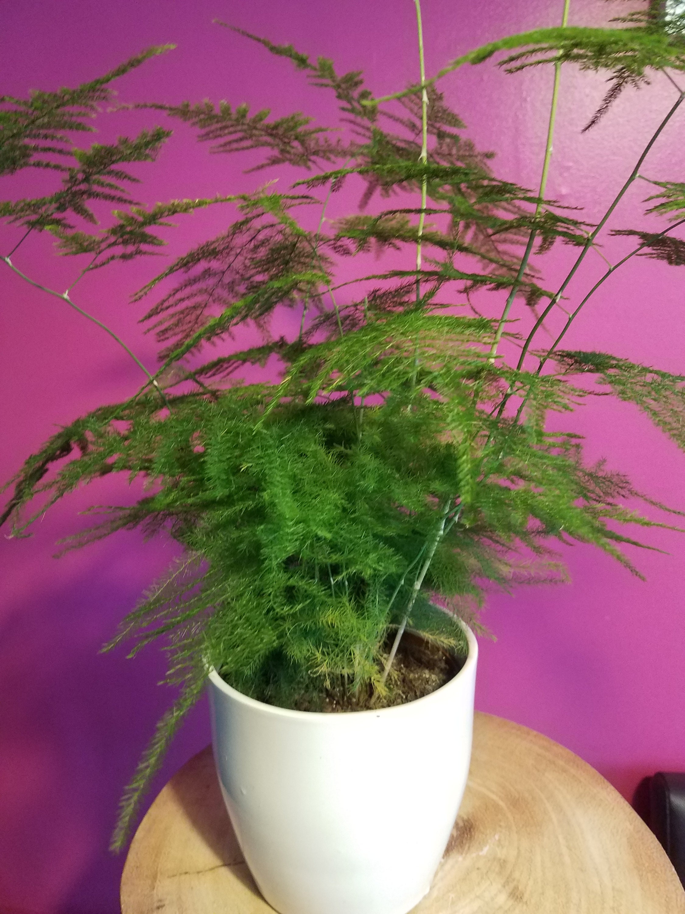 Asparagus Plumosus Fern starter Rooted cutting House Plant x1 Etsy