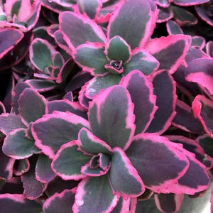 May include: Close-up of a succulent plant with thick, rounded leaves. The leaves are a deep green in the centre, edged with a vibrant pink and purple border. The plant has a compact, layered structure, with visible water droplets.