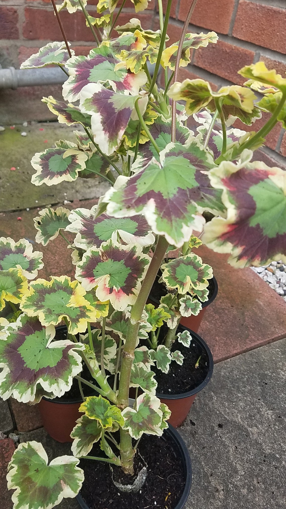 Variegated Geranium Zonal Mrs Pollock Pelargonium plant Etsy