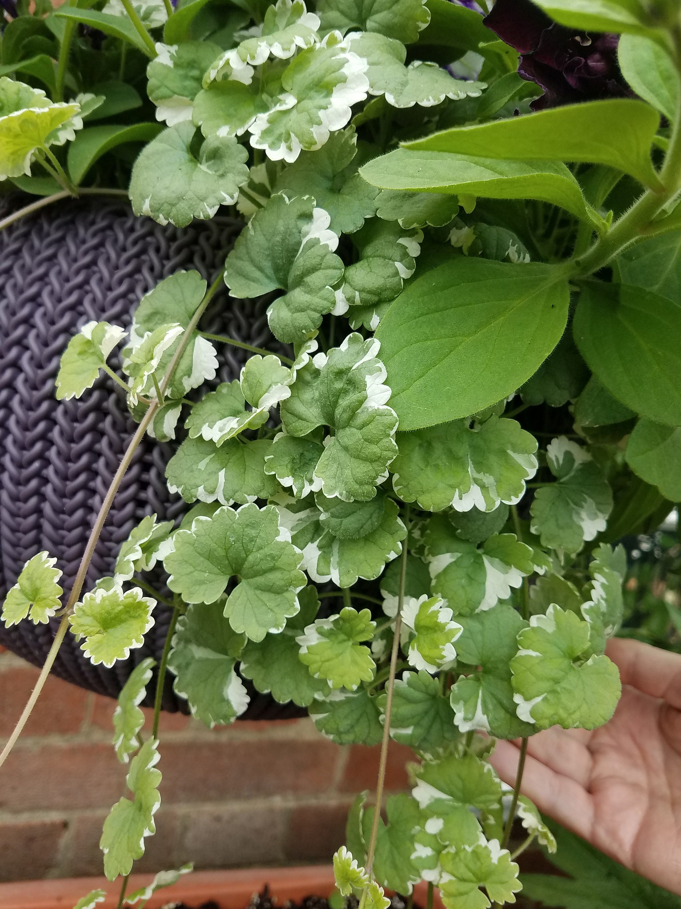 X3 / X2 Trailing Variegated Nepeta Plug Plants for Hanging - Etsy UK