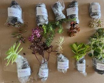10 Rooted Hardy Assorted  Sedum Succulent Cuttings