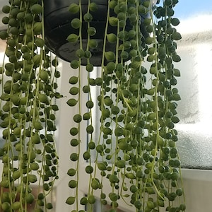 Chaîne de perles / Perles Senecio Rowleyanus Plante d'intérieur enracinée