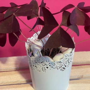One Purple Oxalis False Triangularis variegated starter Plug plant  *Rare