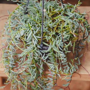 String Bean Plant - Etsy UK