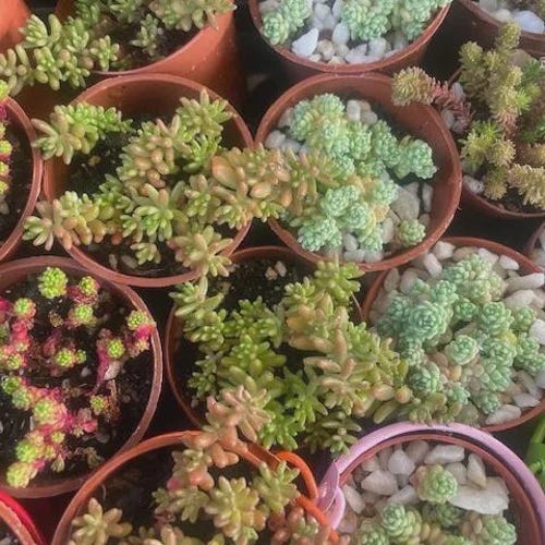 X6 Assorted hardy colourful  Sedum  Variety Plug Plants- Evergreen