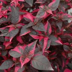 May include: Close-up of a plant with dark grey and vibrant red leaves. The leaves have a pointed shape and a contrasting colour pattern, creating a striking visual effect. The plant appears healthy and well-maintained.