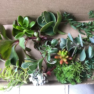 10 Unrooted Hardy Assorted  Sedum Succulent Cuttings