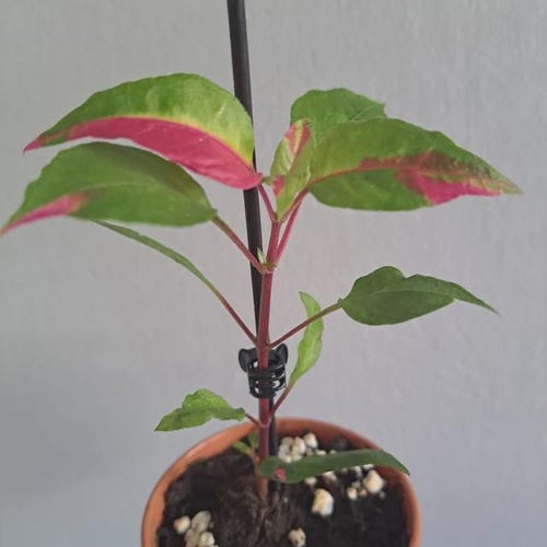 One Alternanthera - Party time Rooted  Starter Plant . Fast Growing Houseplant